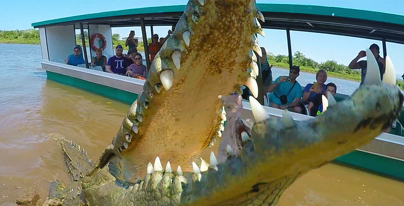 croc-open-mouth croc-open-mouth